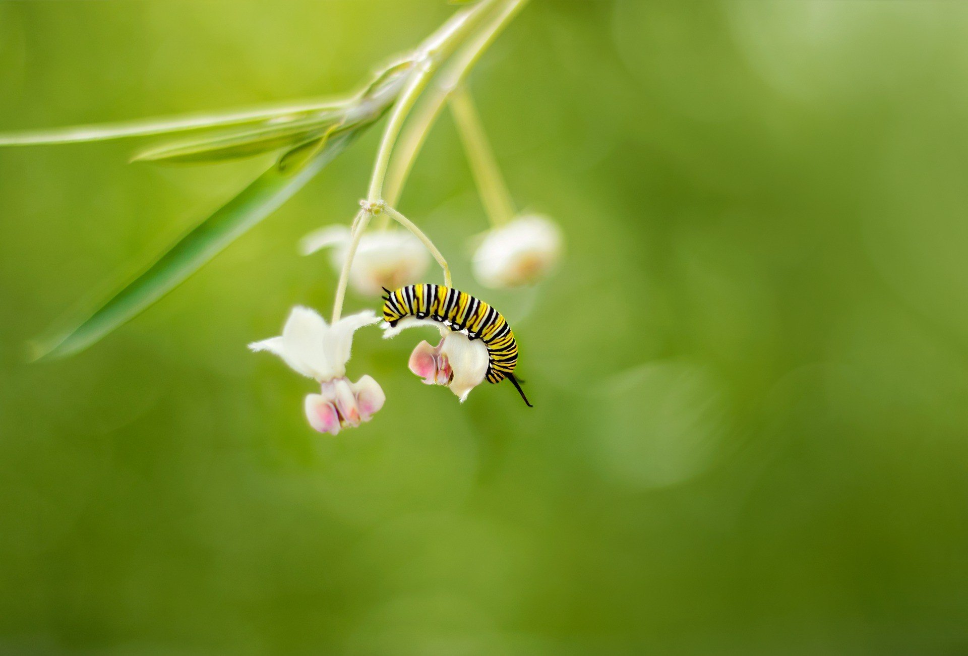 Photo of a caterpillar on a white & pink plant on a green background.